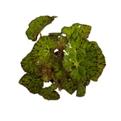 Begonia Froggy (Begonya) thumbnail 2