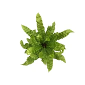 Asplenium Nidus 'Crispy Wave’ (Eğrelti Otu) thumbnail 2