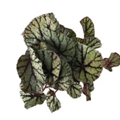 Begonia Rex 'Fedor' (Begonya) thumbnail 2