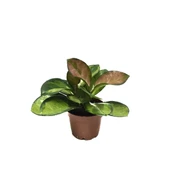 Hoya Australis 'Lisa' (Mum Çiçeği) thumbnail 2