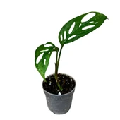 Monstera Adansonii 'Laniata' (Deve Tabanı) thumbnail 1