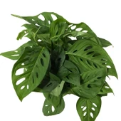 Monstera Adansonii 'Laniata' (Deve Tabanı) thumbnail 2