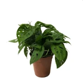 Monstera Adansonii 'Laniata' (Deve Tabanı) thumbnail 1