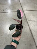 Philodendron 'Pink Princess' thumbnail 3