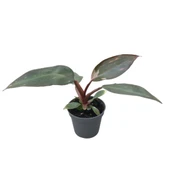 Philodendron 'Pink Princess' thumbnail 1