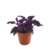 Gynura Aurantiaca (Mor Kadife Çiçeği) thumbnail 1