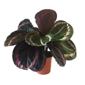 Calathea Roseopicta 'Dottie' (Dua Çiçeği) thumbnail 1