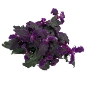 Gynura Aurantiaca (Mor Kadife Çiçeği) thumbnail 2