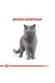 British Shorthair Adult Kedi Kuru Maması 2 Kg thumbnail 8