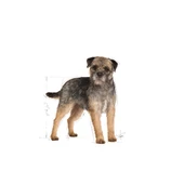 Royal Canin CCN Mini Sterilised Adult Kısırlaştırılmış Köpek Pouch Konserve Yaş Mama 85 Gr - 3