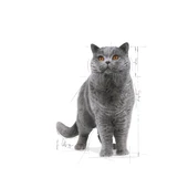 Royal Canin British Shorthair Yaş Kedi Maması Pouch 85gr thumbnail 3
