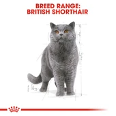 Royal Canin British Shorthair Yaş Kedi Maması Pouch 85gr thumbnail 4