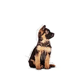 Royal Canin Maxi Puppy Büyük Irk Yavru Köpekler İçin Parça Etli Konserve Yaş Mama Pouch 140 Gr - 3