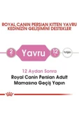 Kitten Persian 32 Yavru Iran Irk Maması 2 Kg thumbnail 4