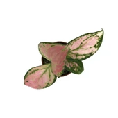 Aglaonema 'Dud Unyamanee' (Çin Herdemyeşili) thumbnail 2