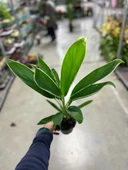 Cordyline 'Conga' (Kordilin Çiçeği) thumbnail 3