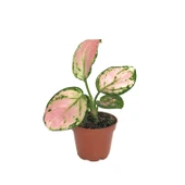 Aglaonema 'Dud Unyamanee' (Çin Herdemyeşili) thumbnail 1