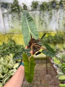 Philodendron Billietiae thumbnail 3