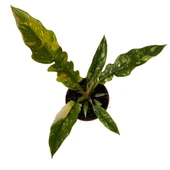 Philodendron 'Ring of Fire' thumbnail 2