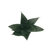 Sansevieria Jade (Paşa Kılıcı) thumbnail 2