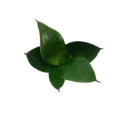 Sansevieria Jade (Paşa Kılıcı) thumbnail 2