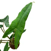 Alocasia Tigrina (Fil Kulağı) thumbnail 1