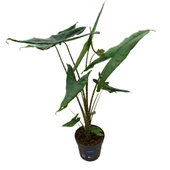 Alocasia Tigrina (Fil Kulağı) thumbnail 2