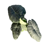 Alocasia Maharani (Fil Kulağı) thumbnail 1