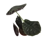 Alocasia Cuprea (Fil Kulağı) thumbnail 2