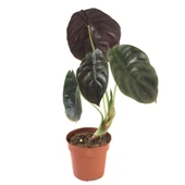 Alocasia Cuprea (Fil Kulağı) thumbnail 1