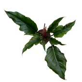 Philodendron 'Caramel' thumbnail 1