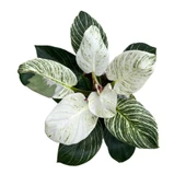 Philodendron 'Birkin' thumbnail 2