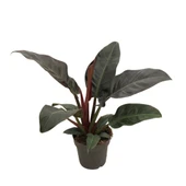 Philodendron 'Imperial Red' thumbnail 1