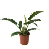 Philodendron 'Narrow Escape' thumbnail 1