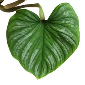Philodendron 'Mamei' thumbnail 2