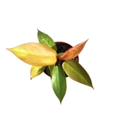 Philodendron 'Prince of Orange' thumbnail 2