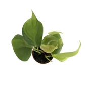 Philodendron Cordatum 'Brasil' thumbnail 2