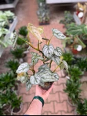 Philodendron Brandtianum thumbnail 1