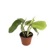 Philodendron Cordatum 'Brasil' thumbnail 1