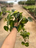 Philodendron Cordatum 'Brasil' thumbnail 3