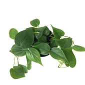 Philodendron Cordatum thumbnail 2