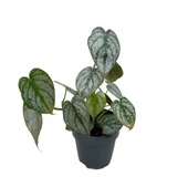 Philodendron Brandtianum thumbnail 3