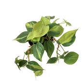 Philodendron Cordatum 'Brasil' thumbnail 2