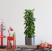 Saksılı Bitki Tasarımlı Yapışkanlı Sticker Resim 90*30 cm MC-665 thumbnail 5