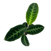 Calathea Warscewiczii (Dua Çiçeği) thumbnail 2