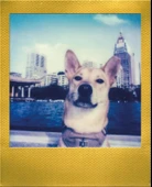 Polaroid Go Renkli Film - 6017 thumbnail 5