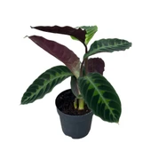 Calathea Warscewiczii (Dua Çiçeği) thumbnail 1