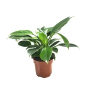 Philodendron 'Green Princess' thumbnail 1