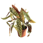 Begonia Maculata (Begonya Çiçeği) thumbnail 1