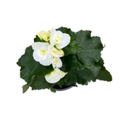 Begonia Elatior 'White' (Katmerli Begonya) thumbnail 2